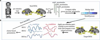 Pre-stimulus Alpha Activity Modulates Face and Object Processing in the Intra-Parietal Sulcus, a MEG Study